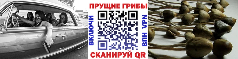 Купить где Бакал Псилоцибиновые грибы MAGIC MUSHROOMS